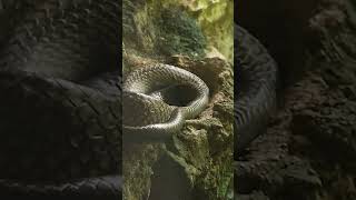 Take A Look At The Snake Habitat In The Zoomat The Once Called The Best Zoo In Latin America