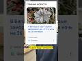 ПЕРВЫЕ ЗАМОРОЗКИ ❄️ ЧЕМ ОБРАБОТАТЬ РАСТЕНИЯ ⁉️