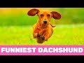 Try Not To Laugh! Funniest Dachshund Moments of 2020