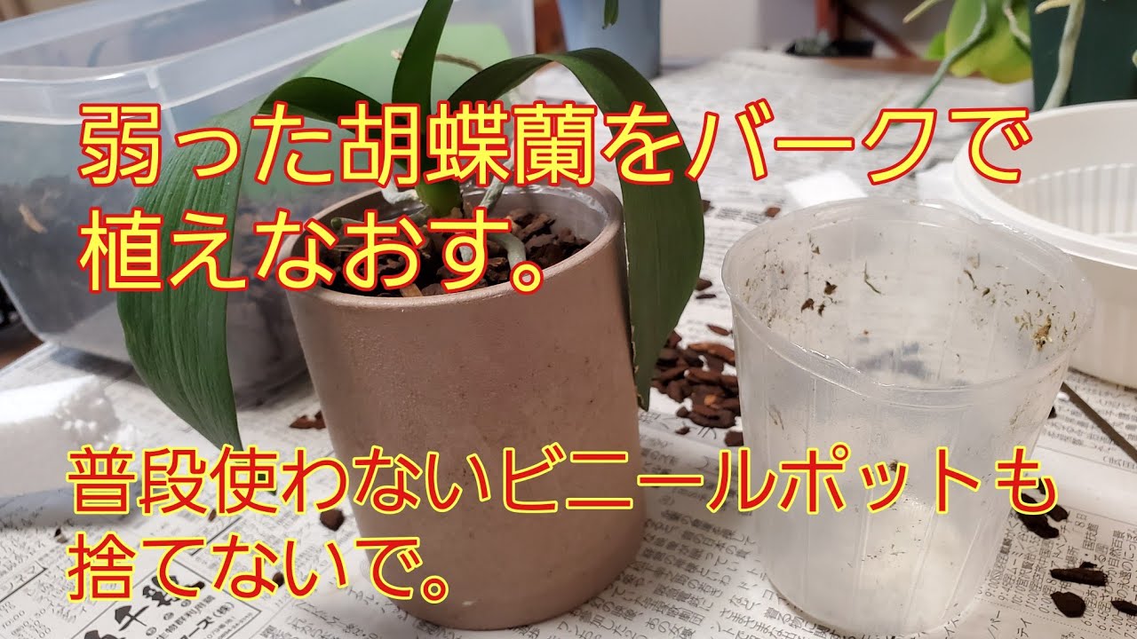 根ぐされした胡蝶蘭をバークで植え替える Youtube
