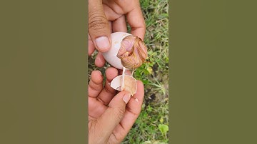 Open egg shell instantly to save stuck baby chick 🐣🐥🐣🐥🐣