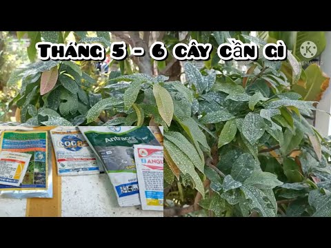 #1 Chăm sóc mai vàng tháng 5 – 6 AL | mùa mưa nên bón phân – xịt thuốc gì Mới Nhất