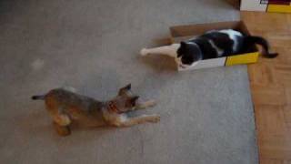 A Brussels Griffon and a Cat in a box...