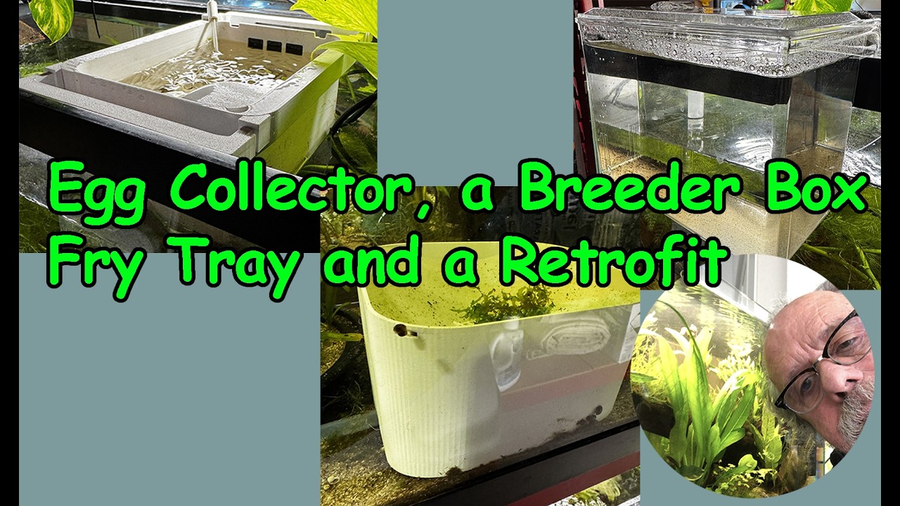 How I Clean and Retrofit an Egg Collector System for My Tetras