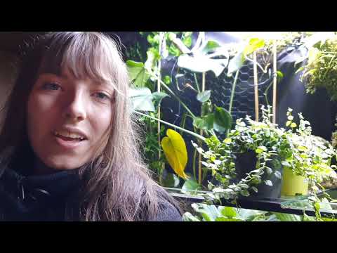 Video: Essbare Früchte Und Verordnungen Von Ficus
