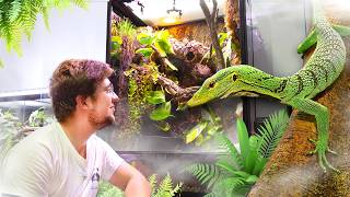 On fait le terrarium d'un VARAN emblématique de la terrariophilie, Le VARANUS PRASINUS