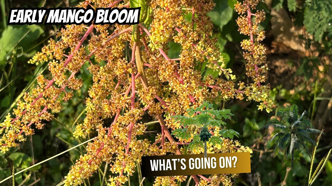 Mango Trees Blooming Early in Florida? What’s Really Going On (Spray or Not?)