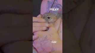 Pet Squirrel #police #cops #squirrel