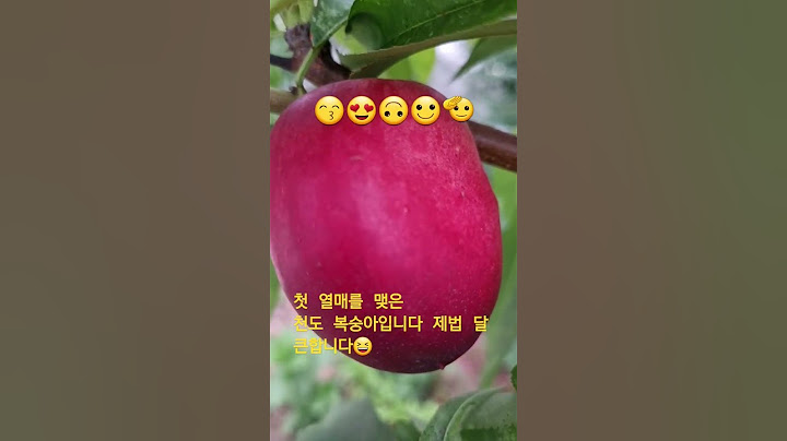 마당에 심으면 후회없는 유실수 천도복숭아 #전원생활 #영종도 #정원 #아롱이