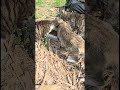 배고픈 아기 고양이와 엄마 고양이 사료랑 물주기