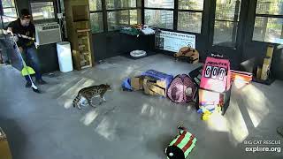 Mousie breakfast.  Mouser Savannah at Big Cat Rescue.