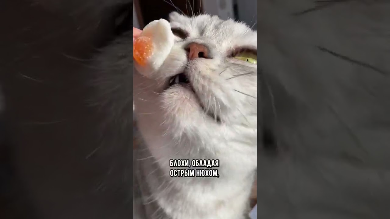 Опасны ли кошачьи блохи для человека? #кот #shorts