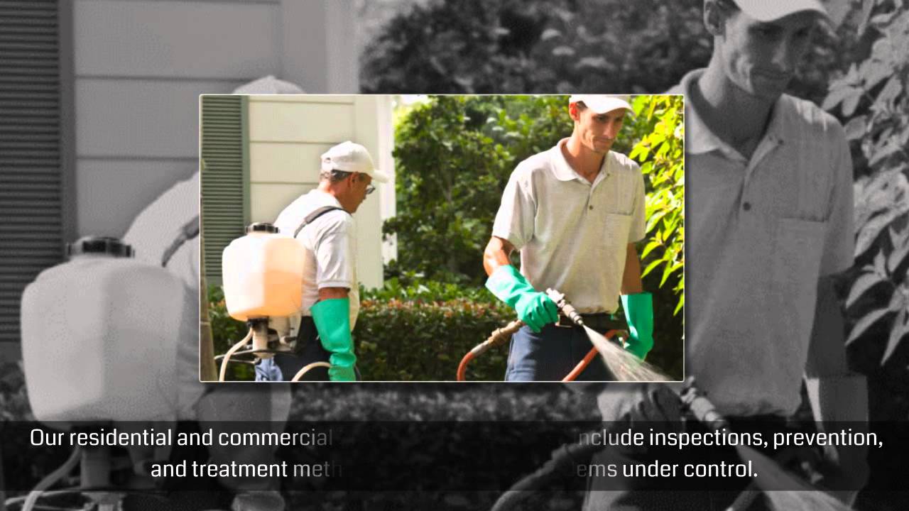 Termite And Pest Control Experts in Camden