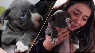 Köpek Sahi̇plendi̇k