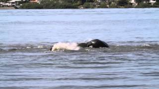 Manatees Mating