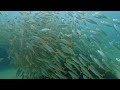 Narrowneck Reef - 10.09.2024 | Entry #3