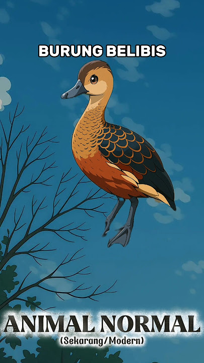 BURUNG BELIBIS #animals #binatang #hewan #faktahewan #burung #belibis #birds #pendidikan #shorts