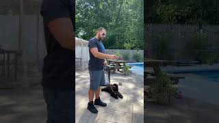 Basic Crate and Potty Training for Your New Puppy!  (Part 5/5)