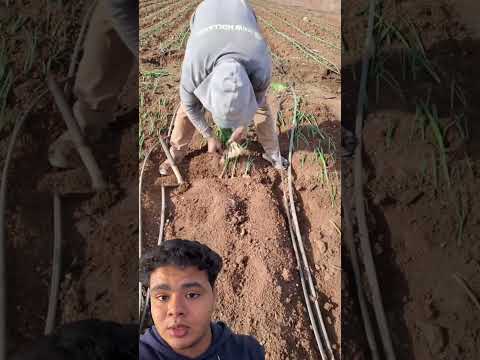لمزابي أسرع واحد في زراعة البصل عمل زراعة بصل اكسبلور
