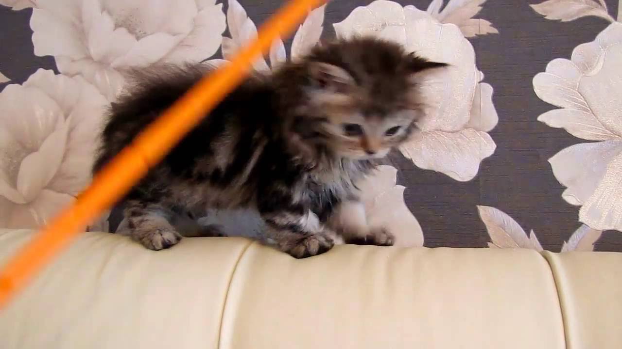 Куколка хайленд страйт