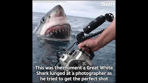 Giây phút kinh hoàng khi cá mập trắng dài 5m nhe răng tấn công thợ lặn