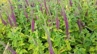Teucrium Hircanicum