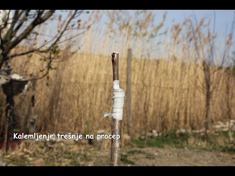 Video: Kalemljenje Fuksije