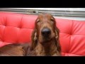 I'm sleepy Irish Setter