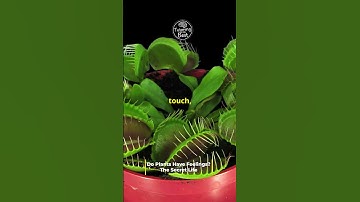 Do Plants Have Feelings? The Amazing Science of Plant Consciousness!