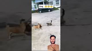 Cats vs Dogs – The Ultimate Face-Off of Fun, Chaos & Cuteness!