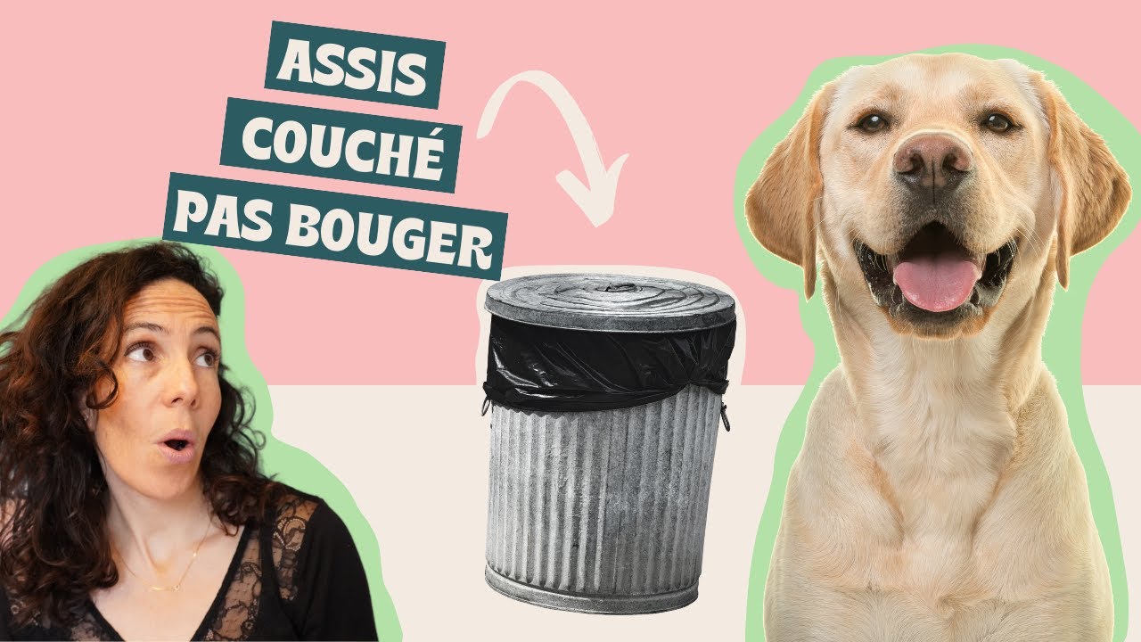 Les VÉRITABLES bases de l'ÉDUCATION CANINE - Par quoi commencer ?