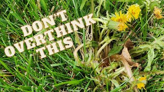 How to Eliminate Dandelions