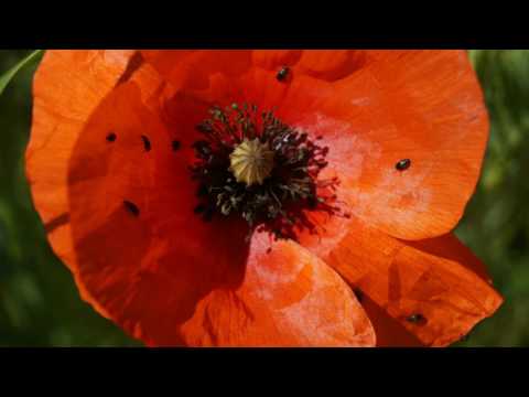 Vidéo: Comment Enregistrer Une Adresse De Coquelicot