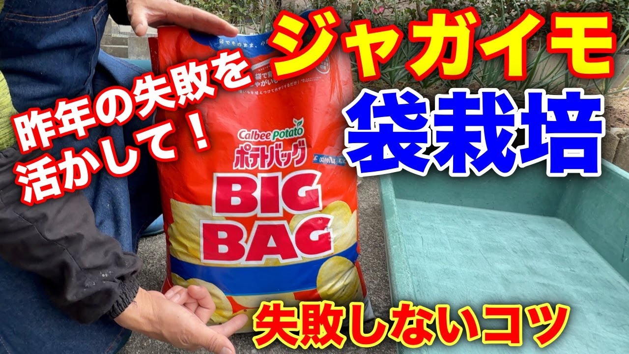 初めての人にも簡単！！じゃがいもの袋栽培を徹底解説！！〜サラリーマンでも出来る家庭菜園シリーズ〜