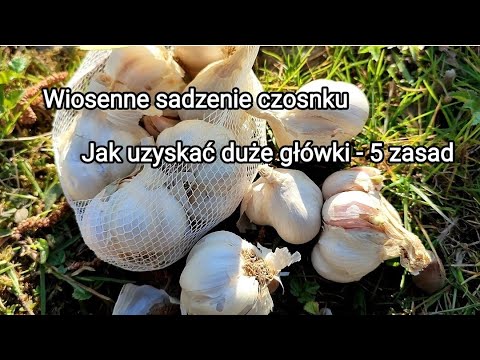 Wideo: Sadzenie cebulek czosnku - jak wyhodować czosnek z cebulek