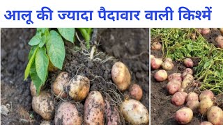 आलू की ज्यादा पैदावार वाली उन्नत किस्में//aloo ki jyada pedavar wali unnat kisme