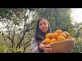 KamiyaHang Jp || Ra Vườn Hái Quýt Ngọt #tankana 