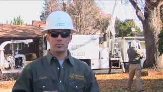 Signature Tree Service Commercial