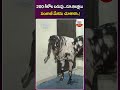 200 కిలోల బరువు ..రూ.8లక్షలు పంజాబీ మేకను చూశారా.! #goat #punjabigoats #viral #shorts #abn