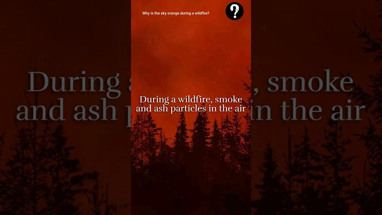 Why is the sky orange during a wildfire?🔥 Do you have any idea? 🤔