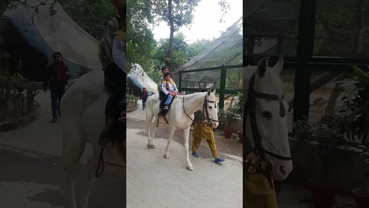 horse riding in Lahore zoo.