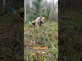 Седьмая партия посадки сосны кедровой🌲 в лесу на Вологодчине от семьи Мачневых #посади_дерево #кедр