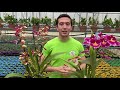Orchides  bulbes  prsentation et conseils dentretien cambria miltonia oncidium zygopetalum