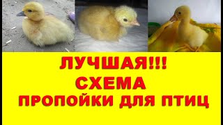 ЭФФЕКТИВНОЕ ПРОПАИВАНИЕ ДЛЯ ПТЕНЦОВ С ПЕРВЫХ ДНЕЙ.