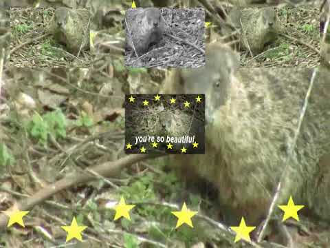 ~Jack Stauber : She!~ {Sparta Venom Mix}