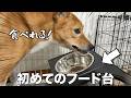 【6年目初】床置きしか食べなかった保護犬が初めてフードスタンドで食べた日