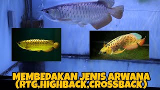 How to Differentiate the Types of Golden Red Arowana RTG, High Back and CrossBack