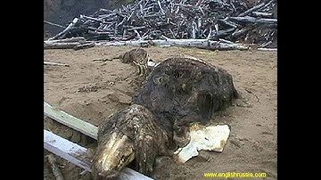 Scp 682 roar sound effect