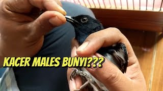 Kacer gak Bunyi? Cek perawatan & solusi disini | Perawatan kacer males bunyi