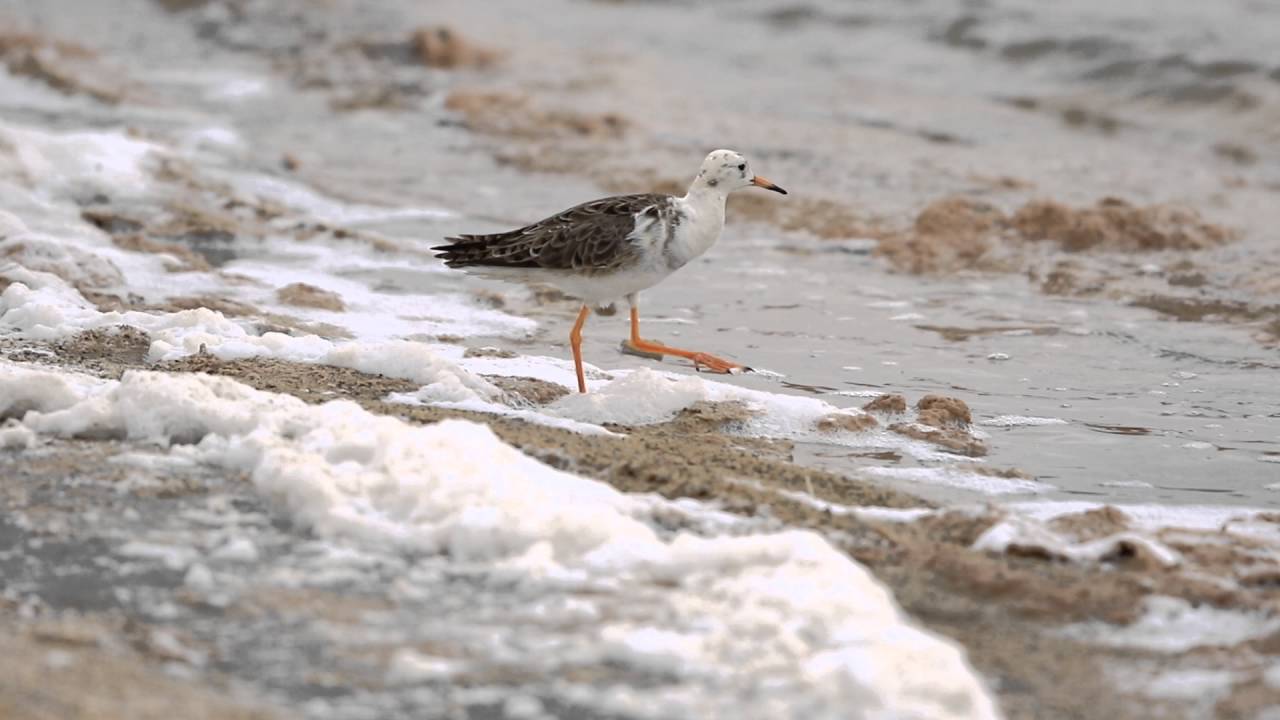 ♪鳥くん野鳥動画（Israel・ｲｽﾗｴﾙ)Ruff エリマキシギ夏羽 - YouTube